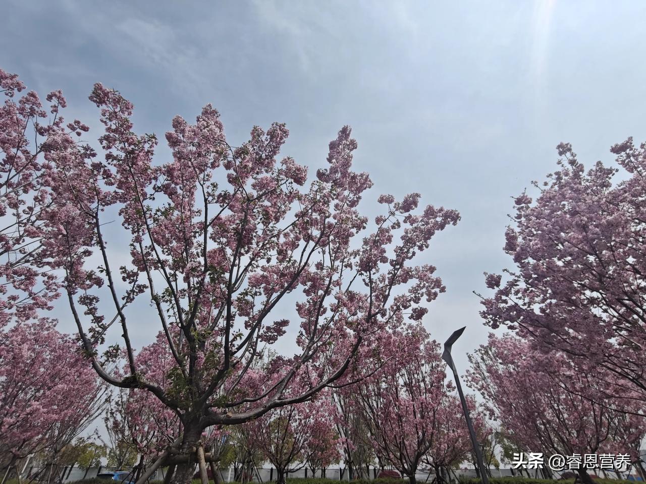 健步走营养支持指南
活动前：打好能量基础
前一天晚餐建议选择米饭、面条等易消化的