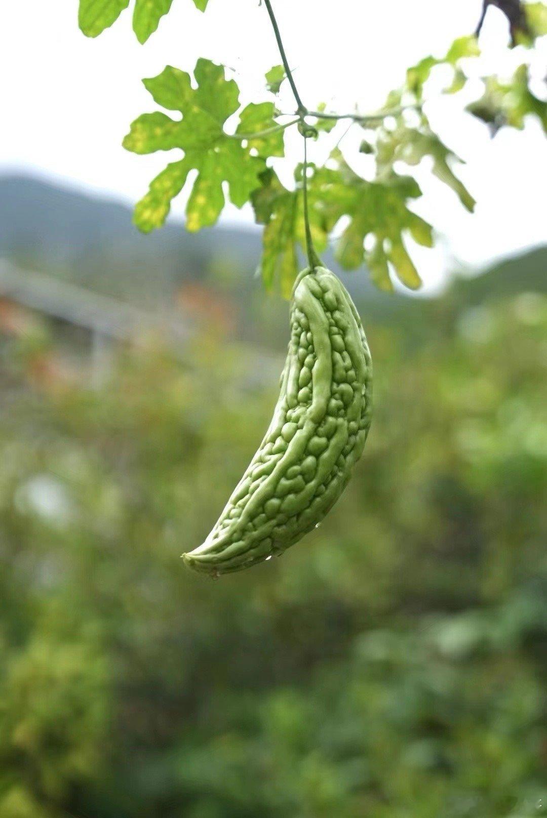 跑得再远，蹦得再高，无时无刻不在想念故乡的味道，或许觉得太俗，但的确难抹平心里的