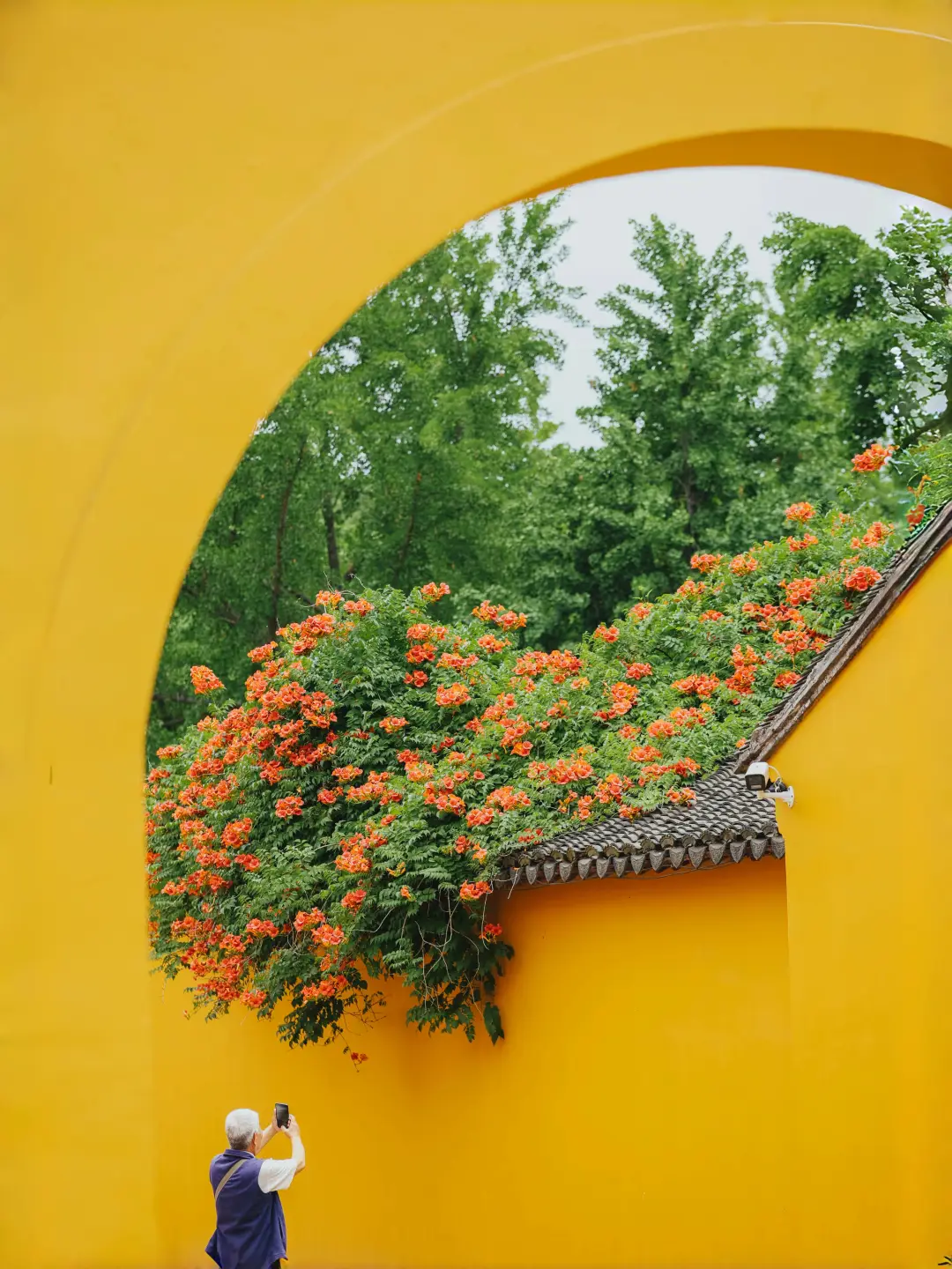被苏州这极致的中式传统凌霄花美学❗️惊到了
