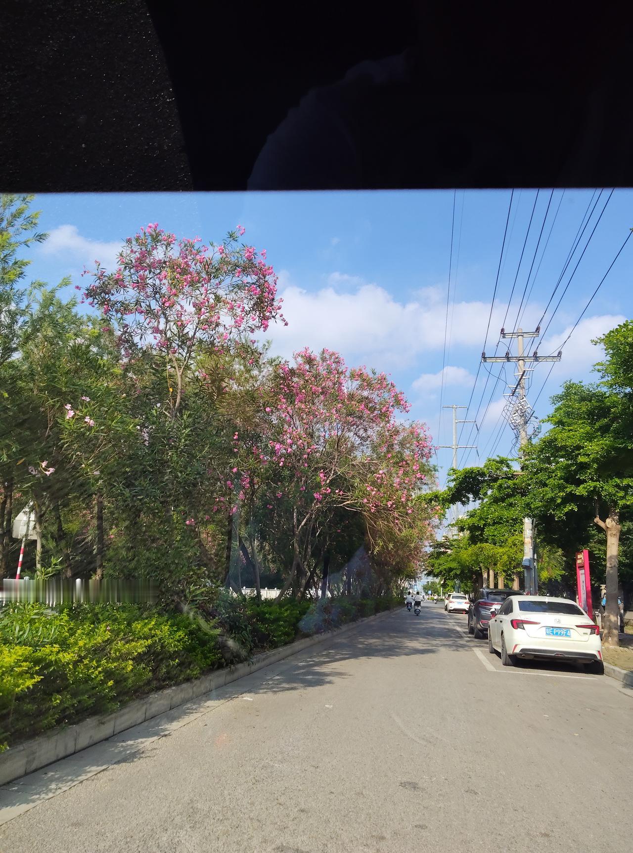 行驶在路上，忽然被路边夹竹桃的粉撞了个满怀。蓝天衬着花枝，连风都裹着淡淡的暖意。