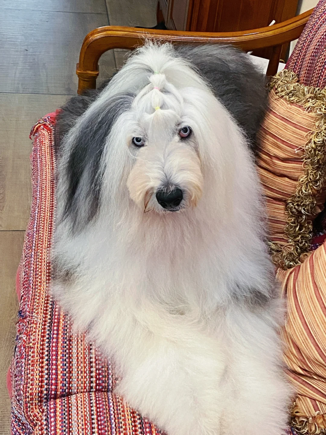 姨姨们，可以夸一句漂亮小狗吗？