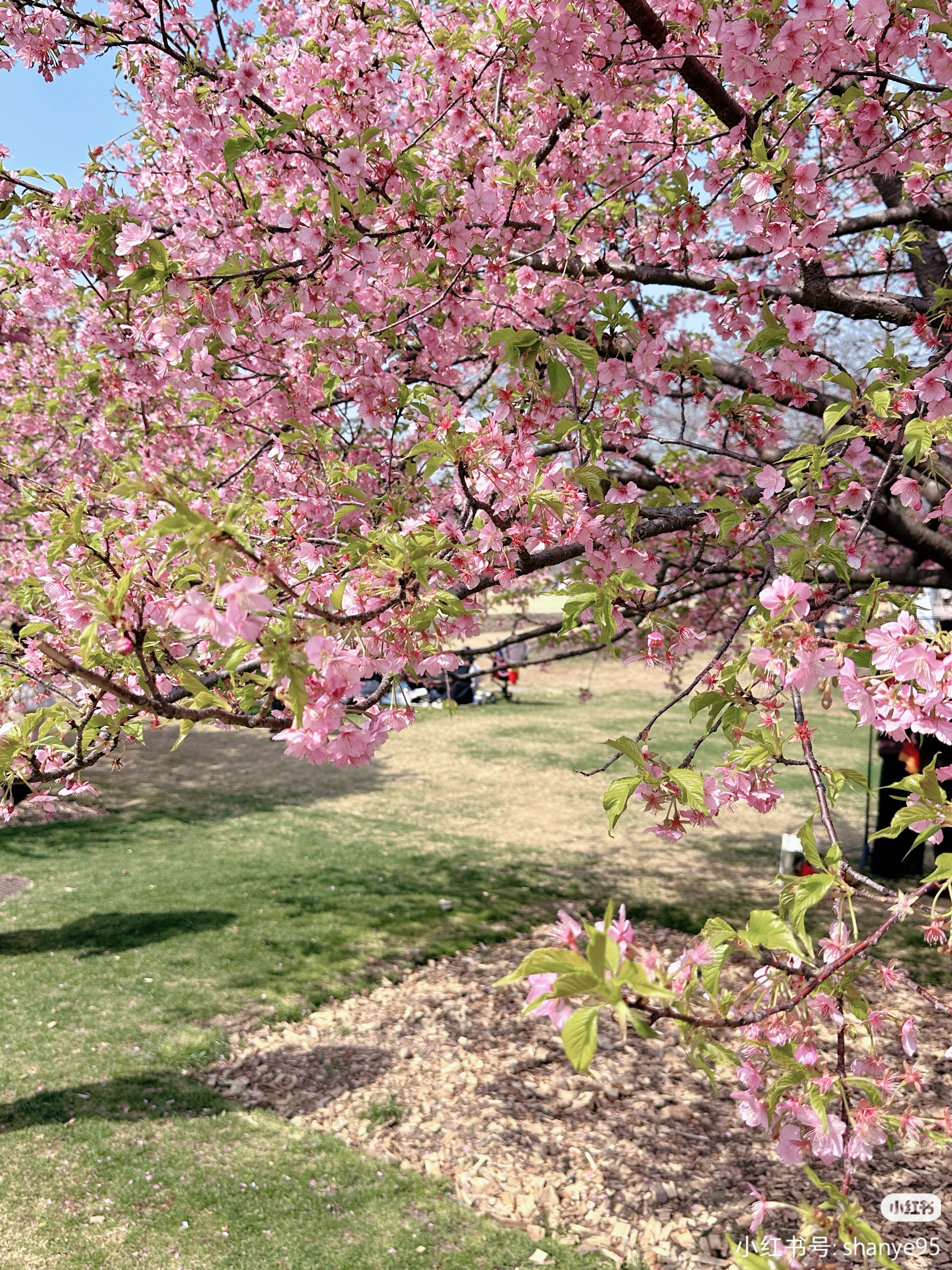 患上享受春天综合症谁懂啊！一到春天就犯懒，就想晒太阳发呆看花开。这哪是病啊，分明
