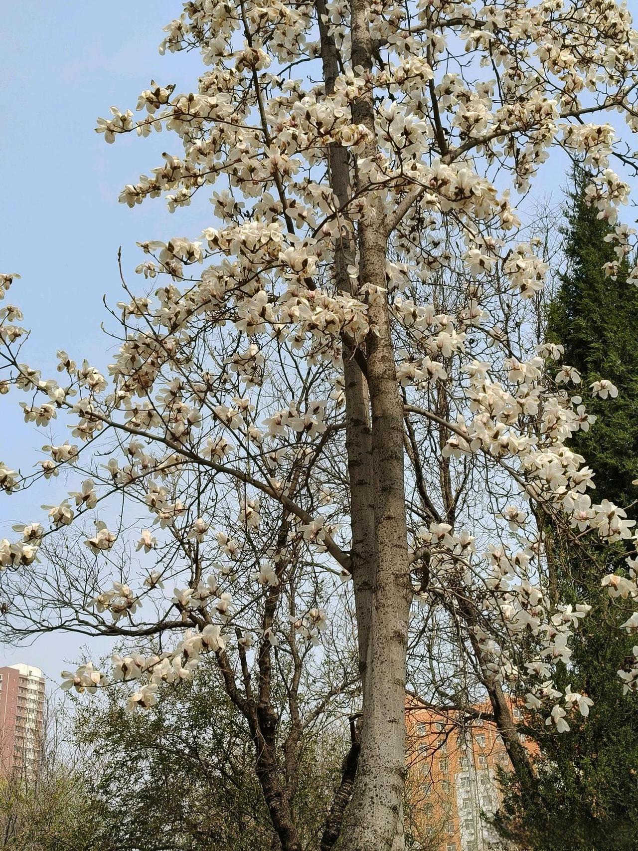 这花真好看叫什么啊