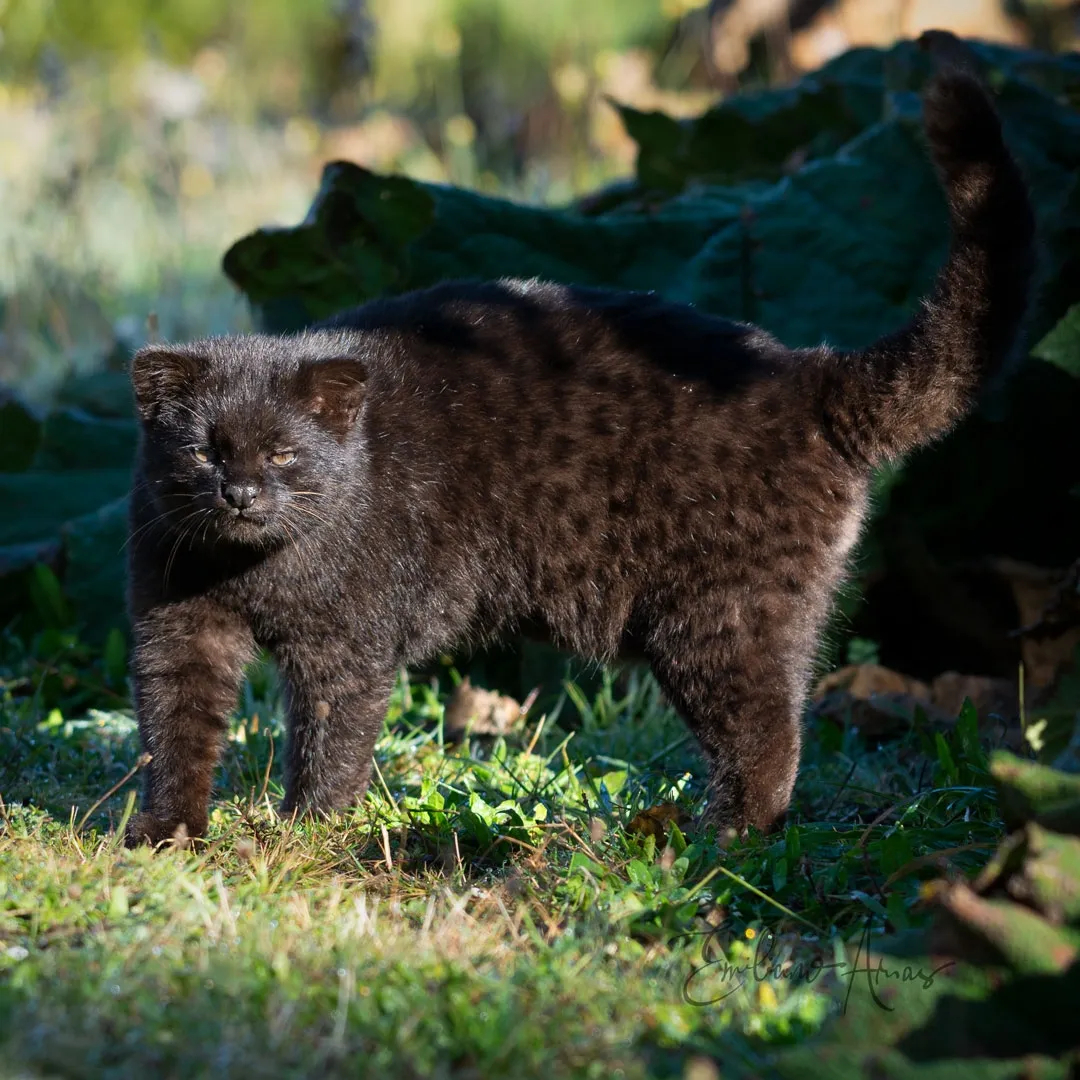 黑色的南美林猫（Leopardus guigna）又有新照片啦~~和原始色有不一