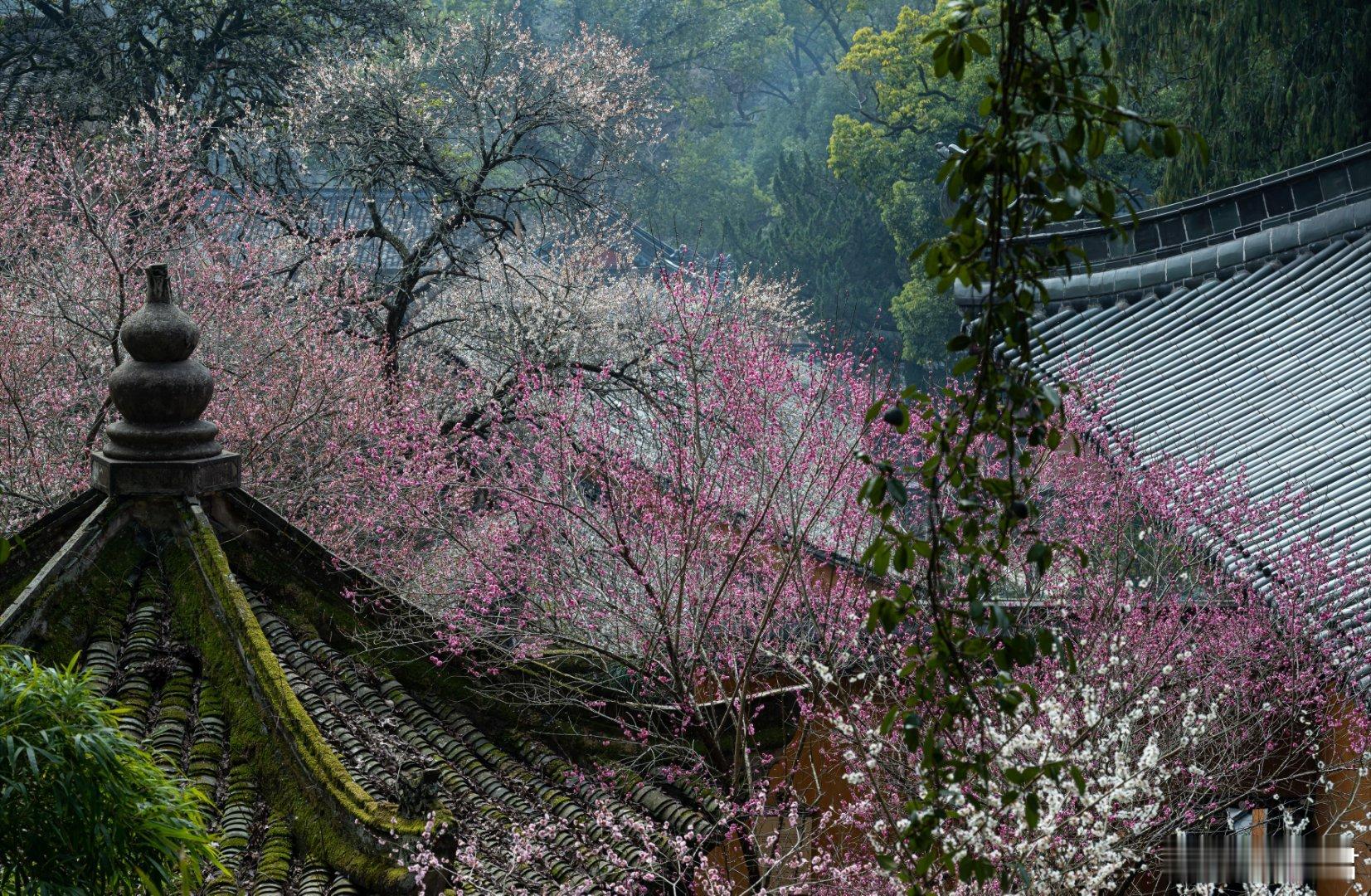 浙江天台山国清寺的梅花盛开 