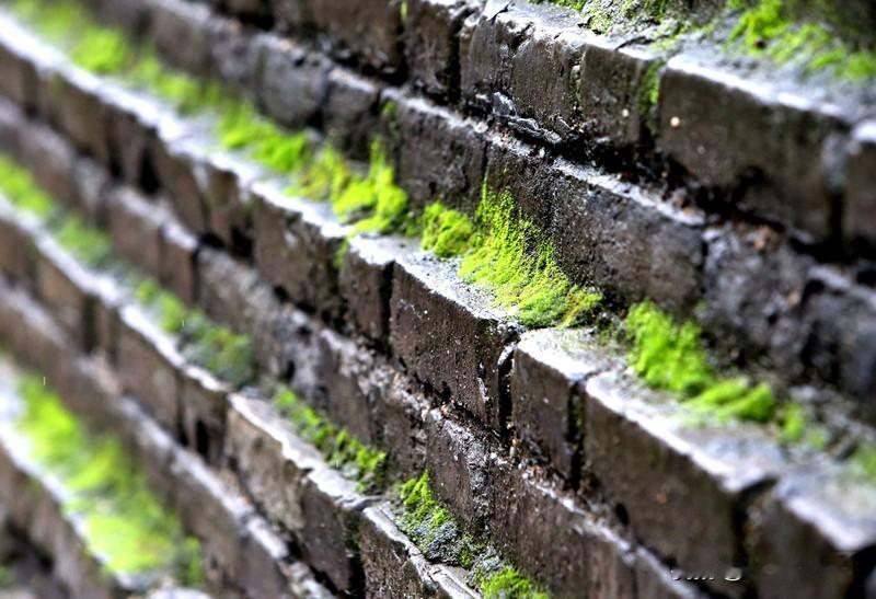 昨夜下过一场小雨，空气润得能拧出水来。巷子深处那堵老墙，平日里灰扑扑的，此刻却幽