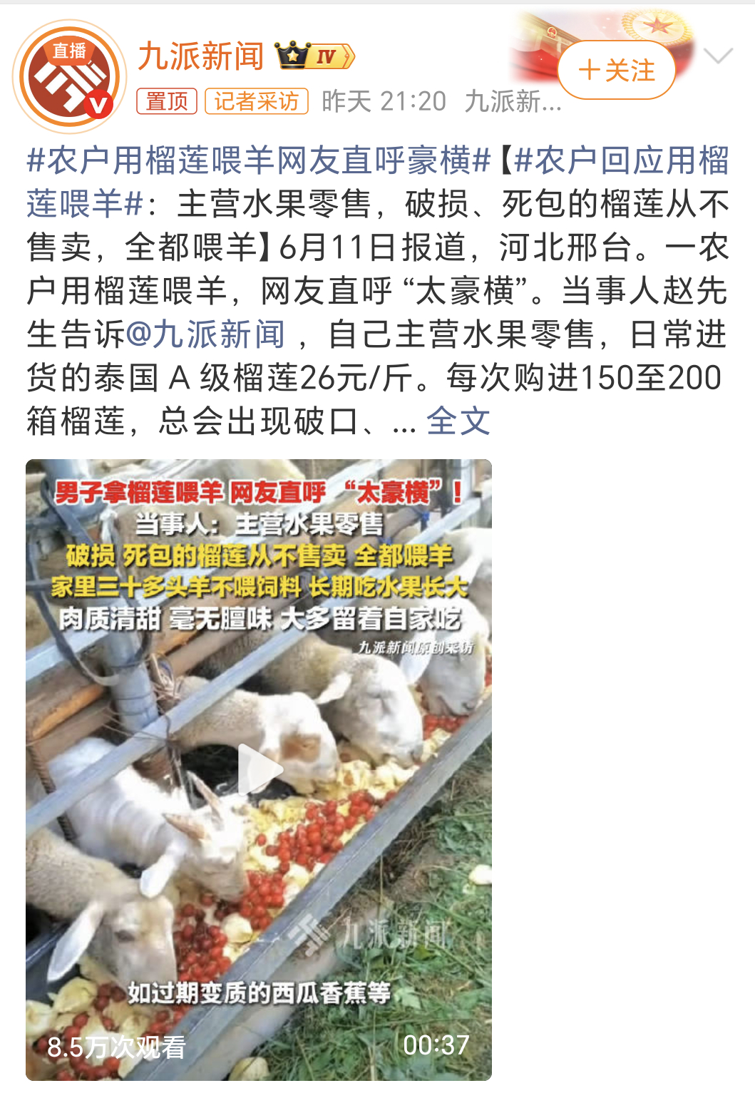 农户用榴莲喂羊称没膻味这羊的伙食真好，平时主要吃草，然后加餐吃各种水果，还有榴莲