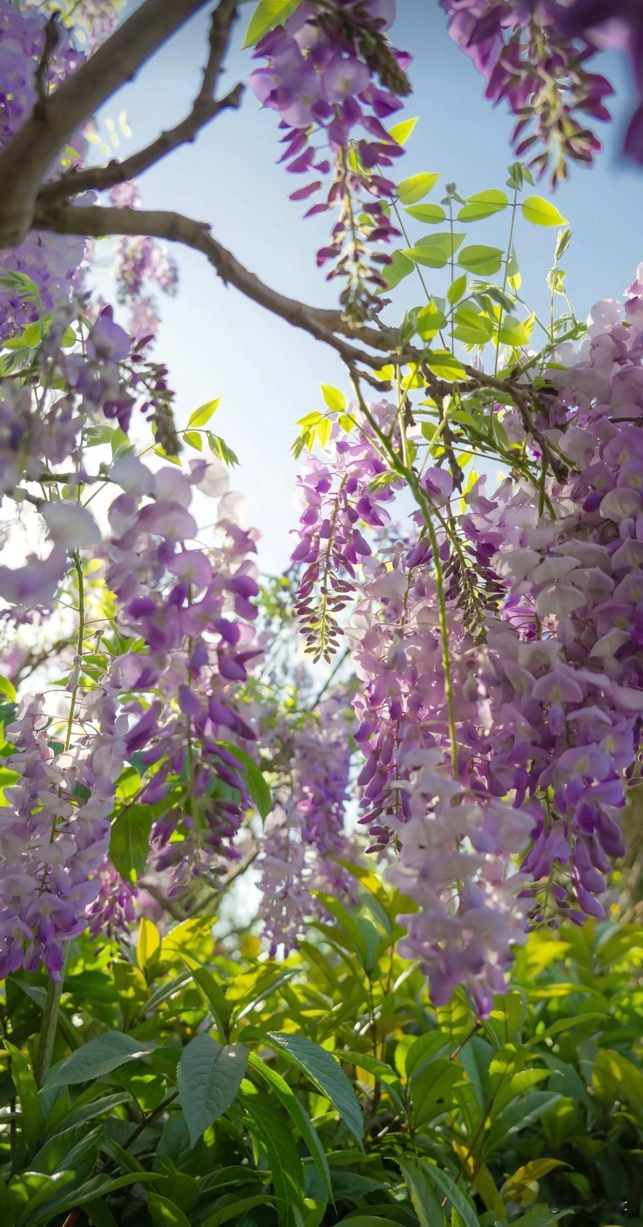 紫藤不与百花争春，默默缠绕生长，日复一日向上蔓延。漫长沉淀过后，终开出满帘温柔紫