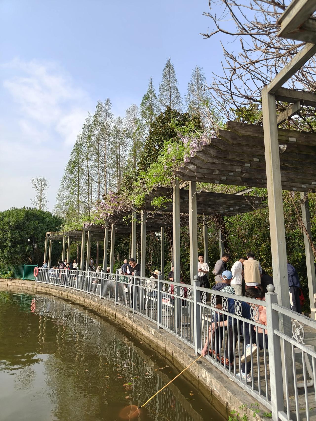 紫藤花🌸廊与湖面夕阳🌇

紫藤花期还没到，再过几天就更好看了！