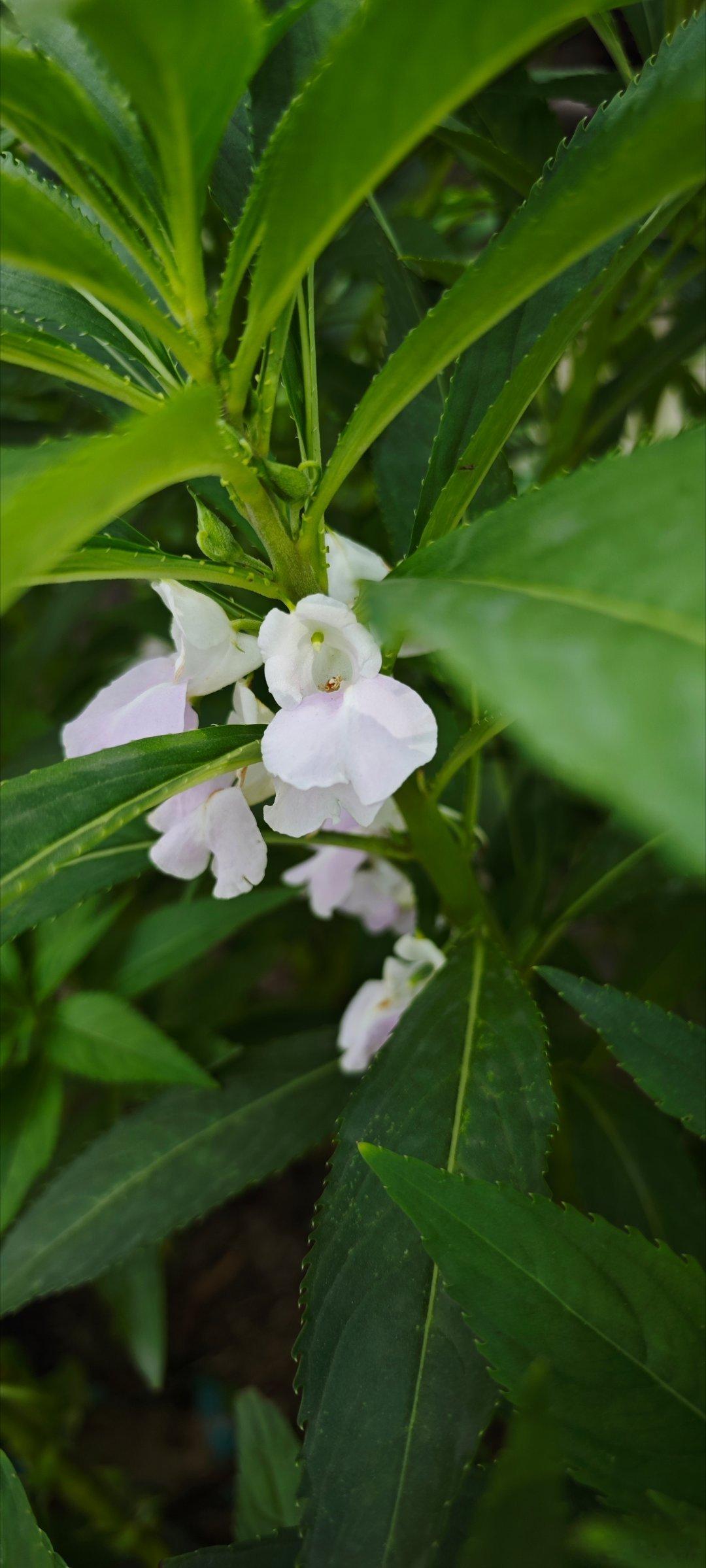 大家还记得这是什么花，又可以干嘛吗？ ​​​