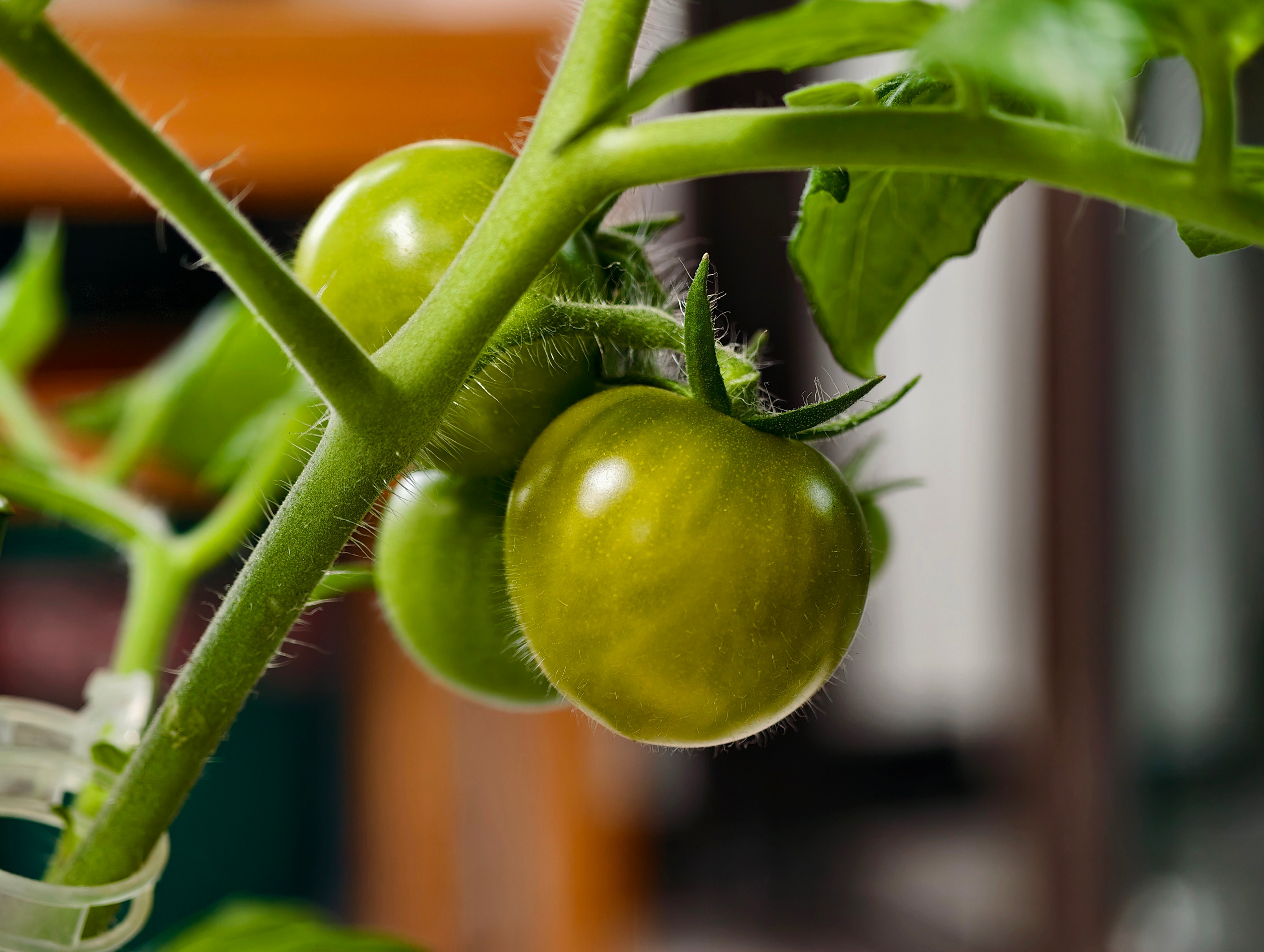 上次是老刘晒番茄然后翻的车？ 