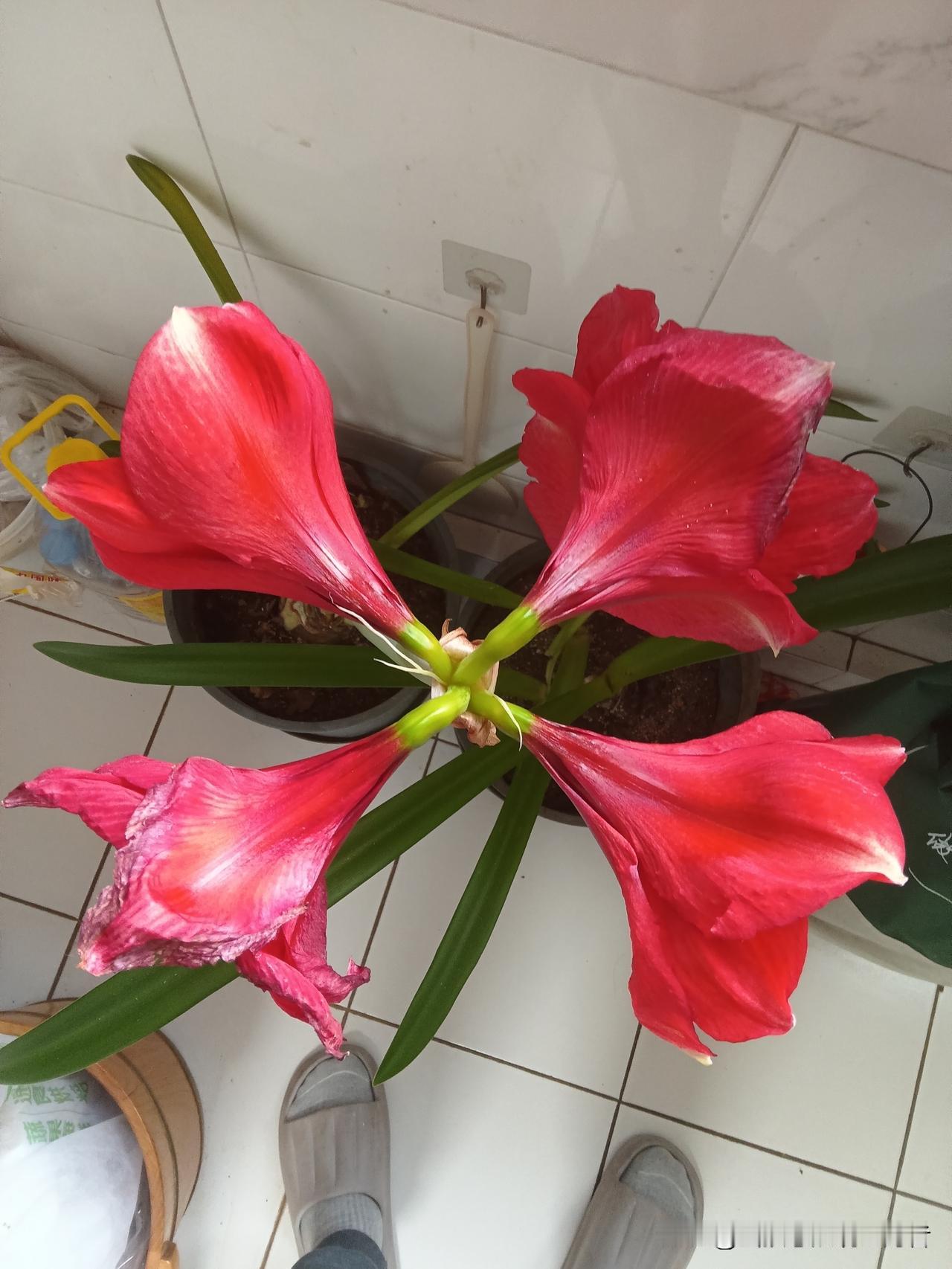 冬日生活打卡季 红艳花前立，香气扑鼻来。