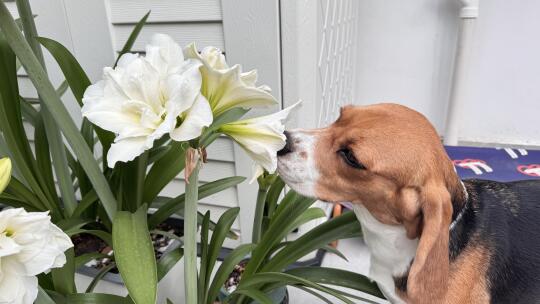 布鲁酱：小比蜂 采花蜜