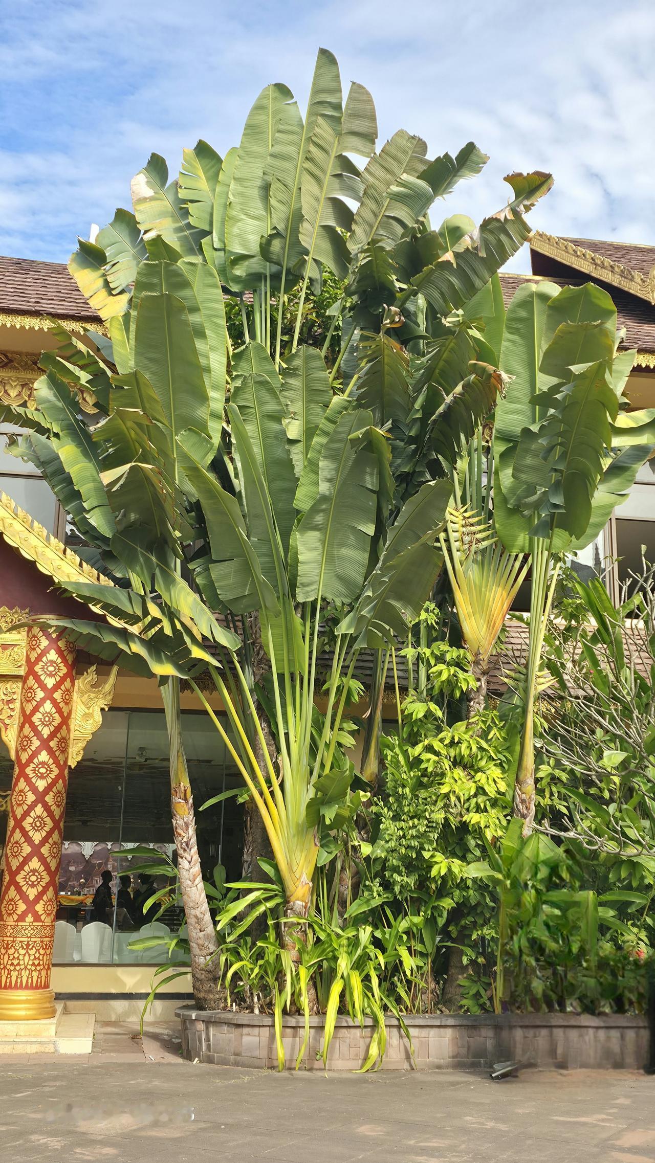 非常喜欢西双版纳的热带雨林植物，不仅美化了城市也让人心情陶醉。