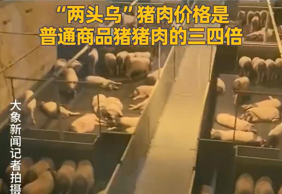 这年头最会赚钱的，从来不是踏实做事的人，而是懂流量、会玩噱头的人。
浙江金华爆火