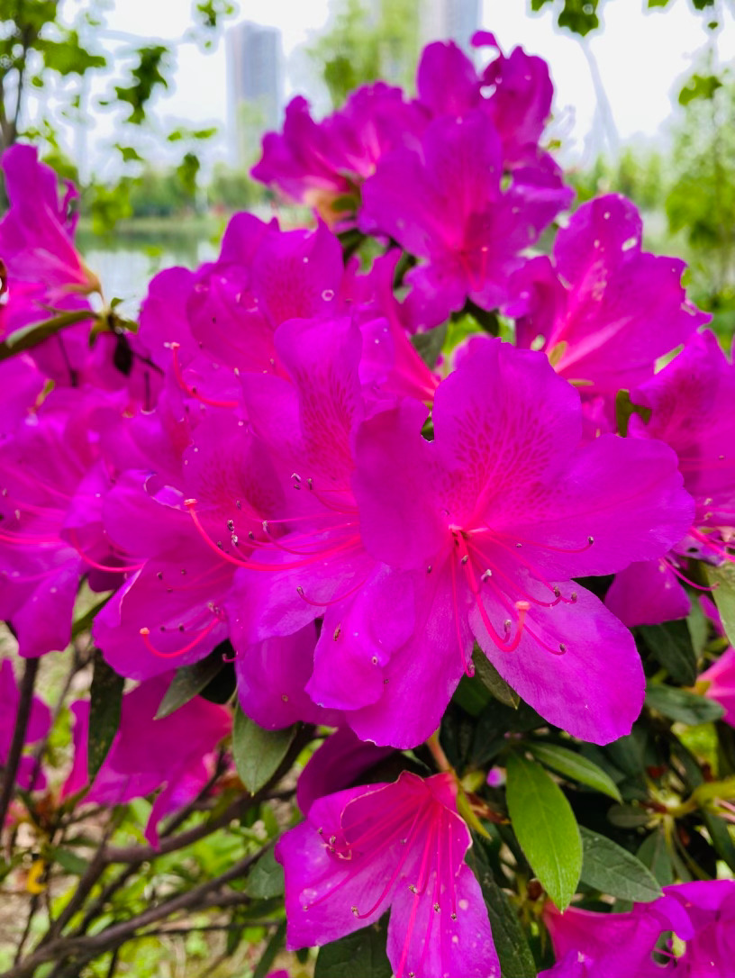 生活手记记录真实生活摄影摄影摄影 当春风拂过幽谷，那一抹绚烂的红便悄然绽放。杜鹃