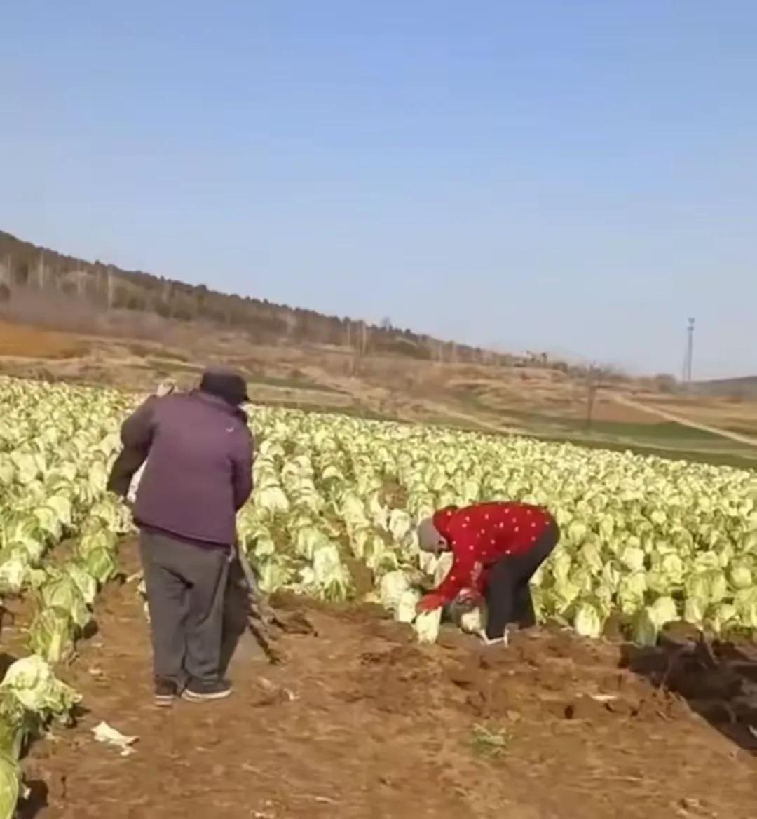 真不怕闹笑话，骗取补贴，花样百出，不择手段，上午种白菜，下午就能收。

某地一农