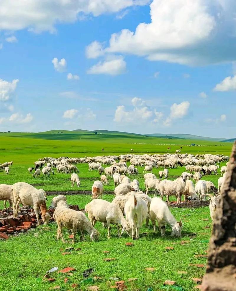 青山秀水绿草肥
牛欢羊咩牧歌飞
啣山夕阳醉人红
———————