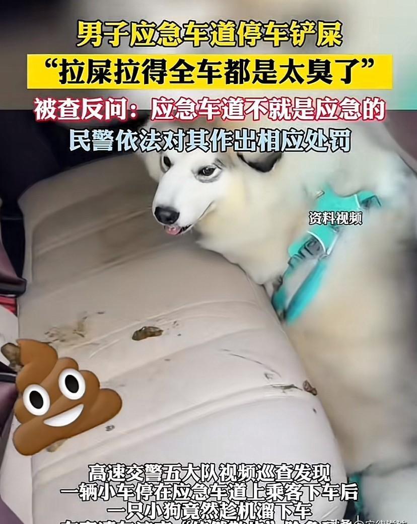 浙江杭州，男子开车带着狗出行，结果，上高速后，狗拉了一车屎。男子实在闻不下去了，