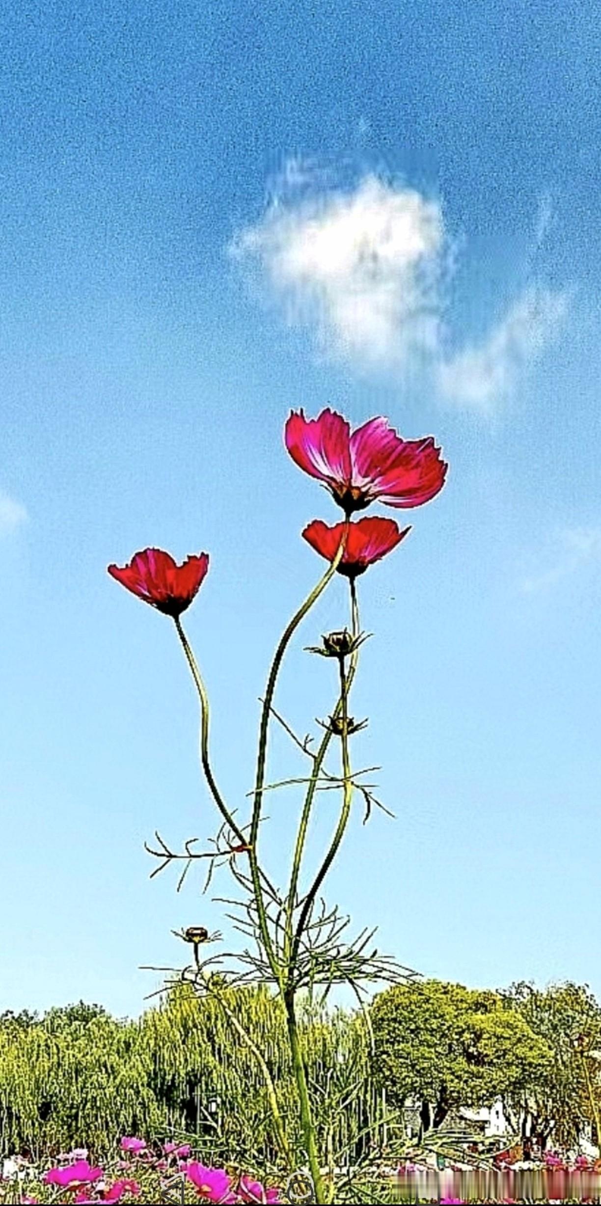 红花的桑格花（秋英），与蓝天白云相映成趣，呈现出一种独特的美。