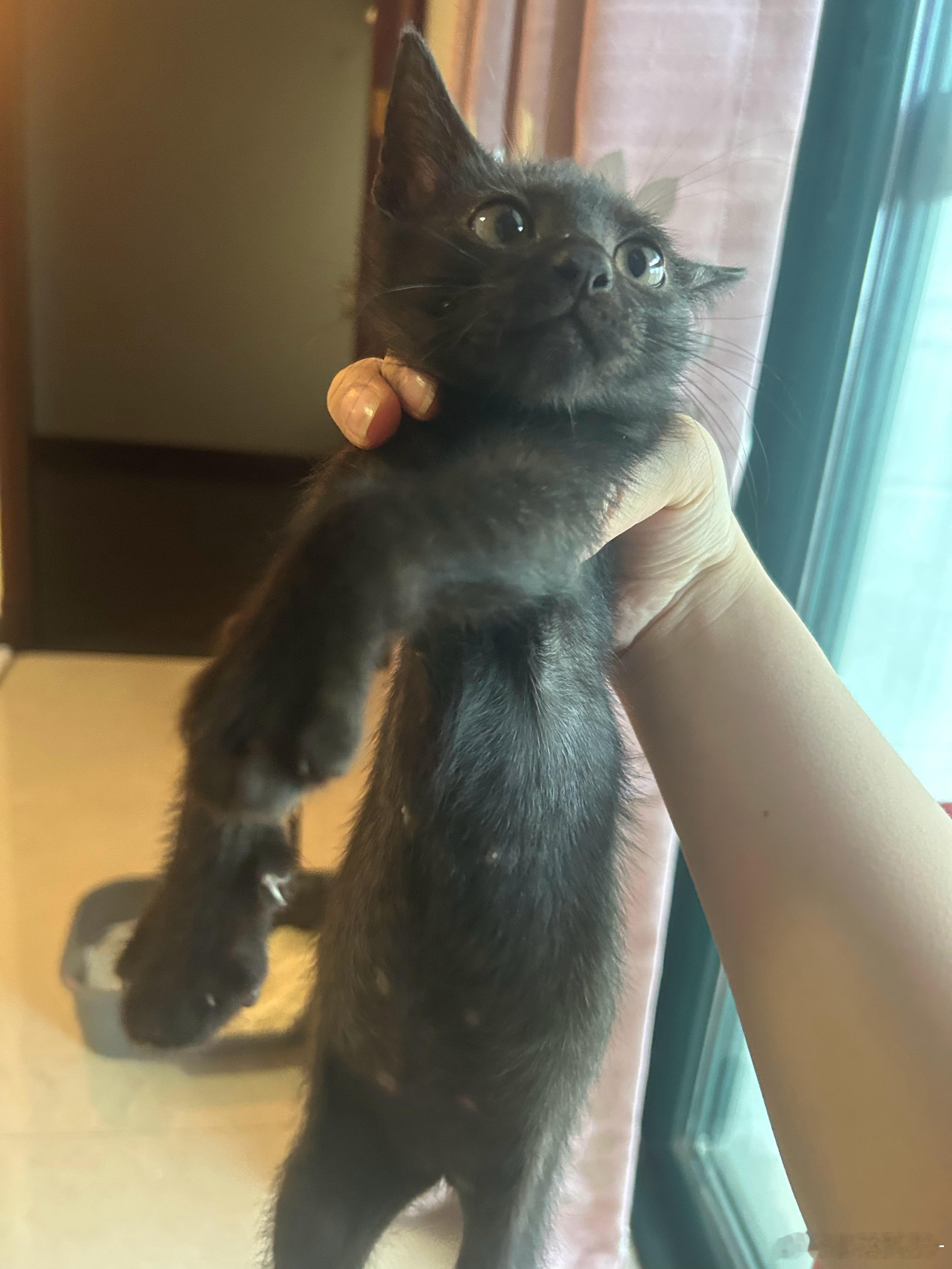 完蛋了呀咱皮蛋不是小黑猫，身上发出好多白毛毛来……谨防奶牛诈骗！ 