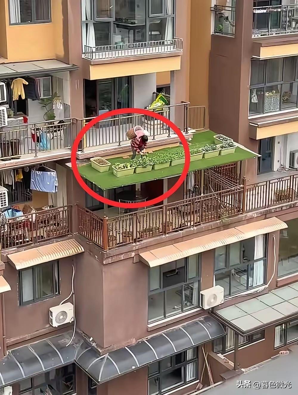 重庆，一位居家带娃的老太太为了节省室内空间种菜，不仅把5楼阳台的栏杆改装了一个小