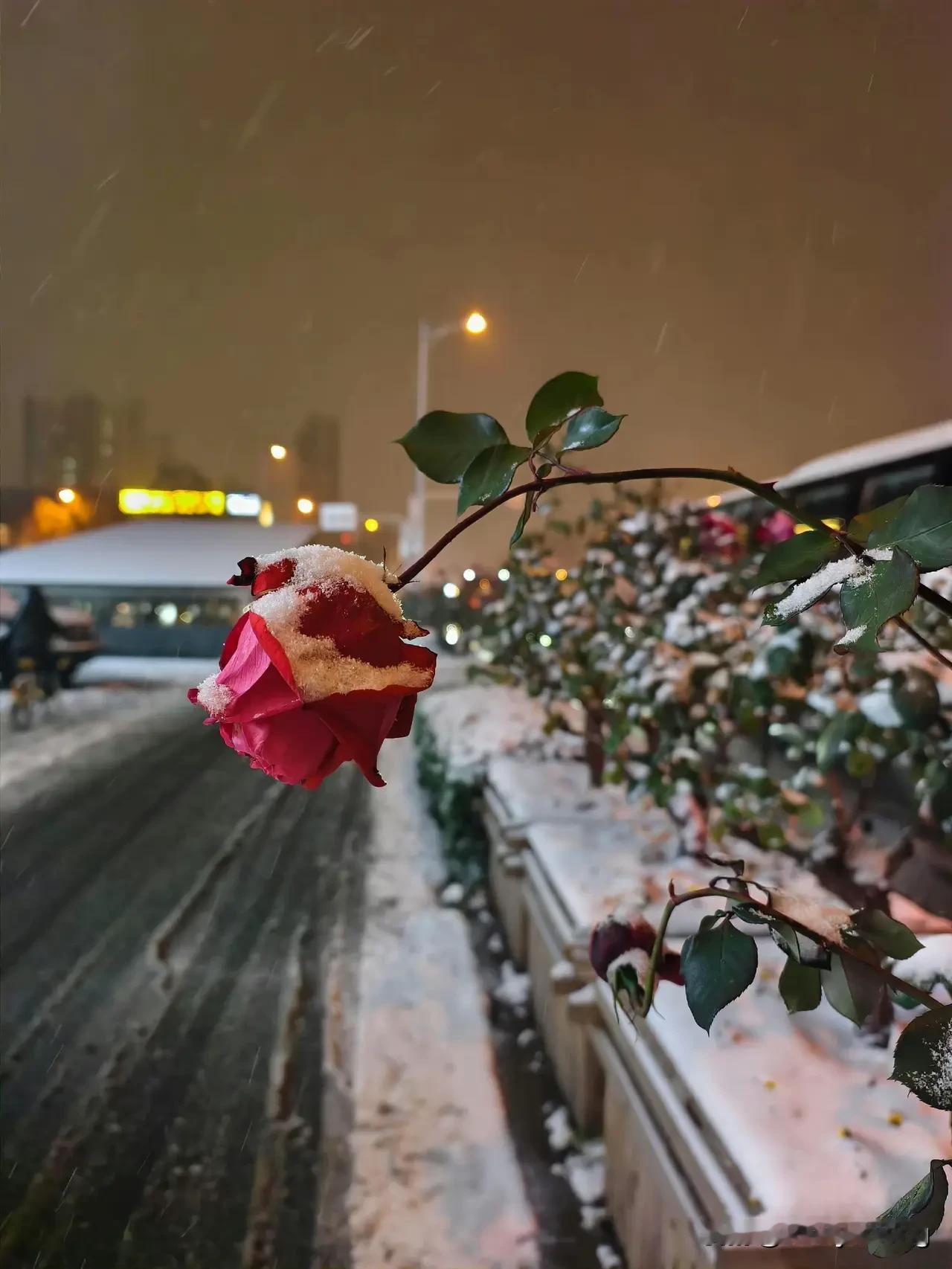 找出时间，领着孩子出去逛吃逛吃。新的一年，新的开始，新的希望，新的生机，新的机遇