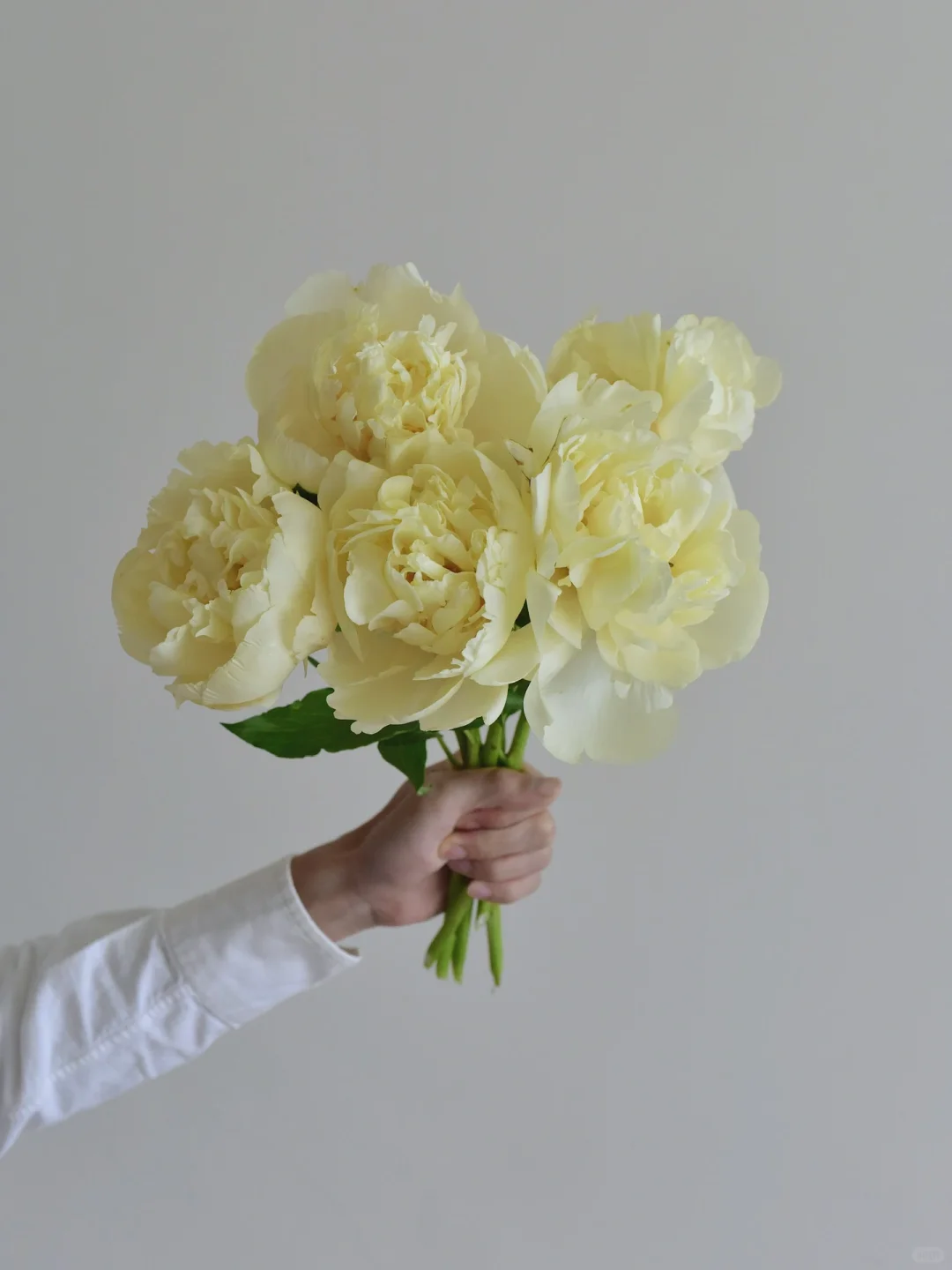 芍药·香草松子酒