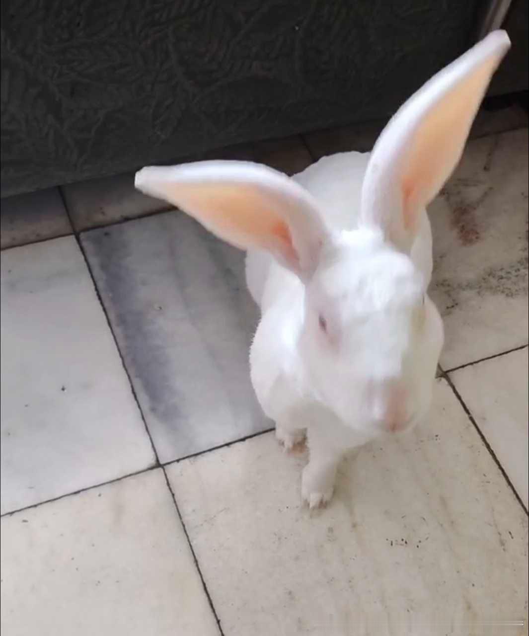 13819🐇【】猪抬眼就是要吃人了 