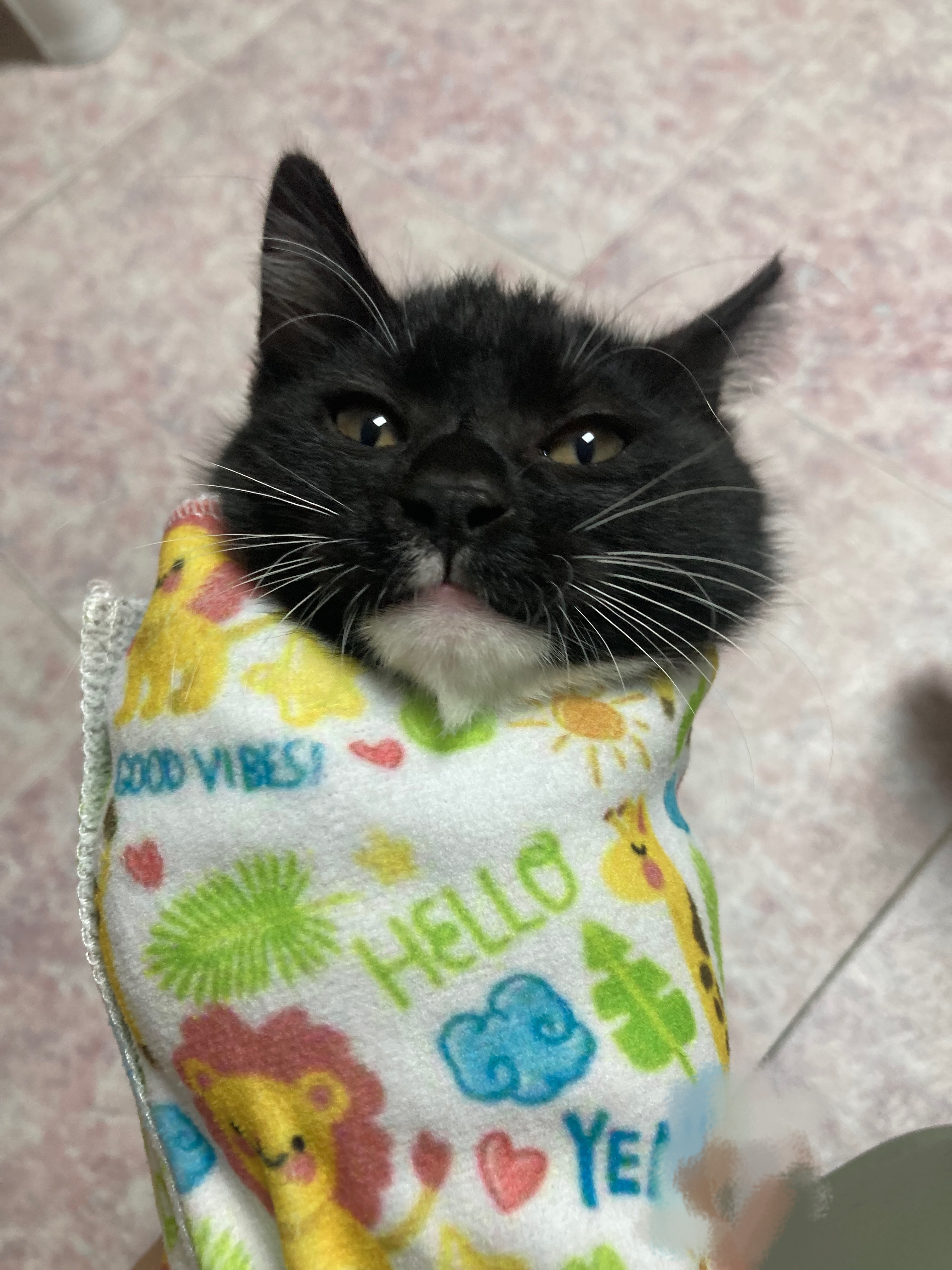 到现在都没给猫洗过澡，因为还没打疫苗刚才给它卷成卷饼吸了一口，差点给我送走咯（（