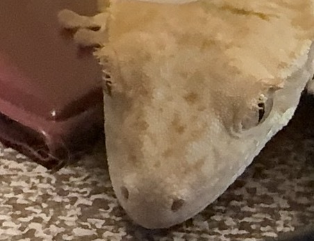 一想到睫角守宫每次睡觉把那几根软软的睫毛耷拉下来是为了保护眼睛就很想笑，能保个啥