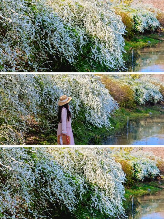 南京花情实况播报｜玄武湖雪柳开爆了