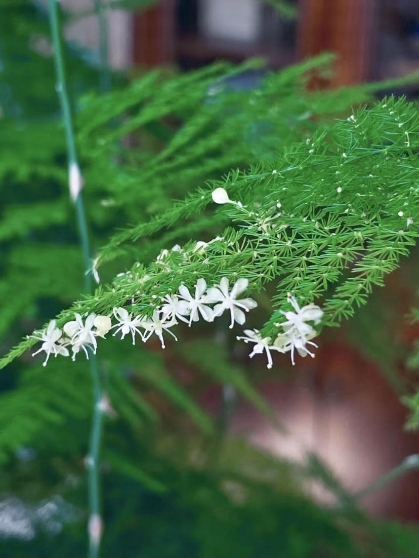 对联飞花令 文竹花
出句：用小身姿托落日（雪浪）