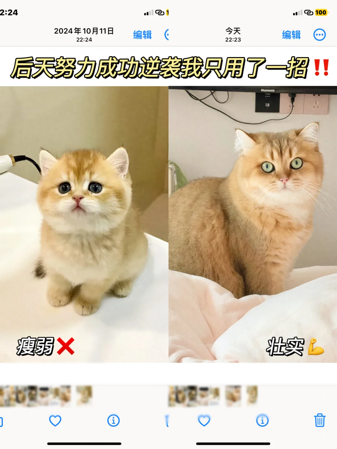 奶猫瘦弱靠后天逆袭翻身⁉️神的我毛骨悚然