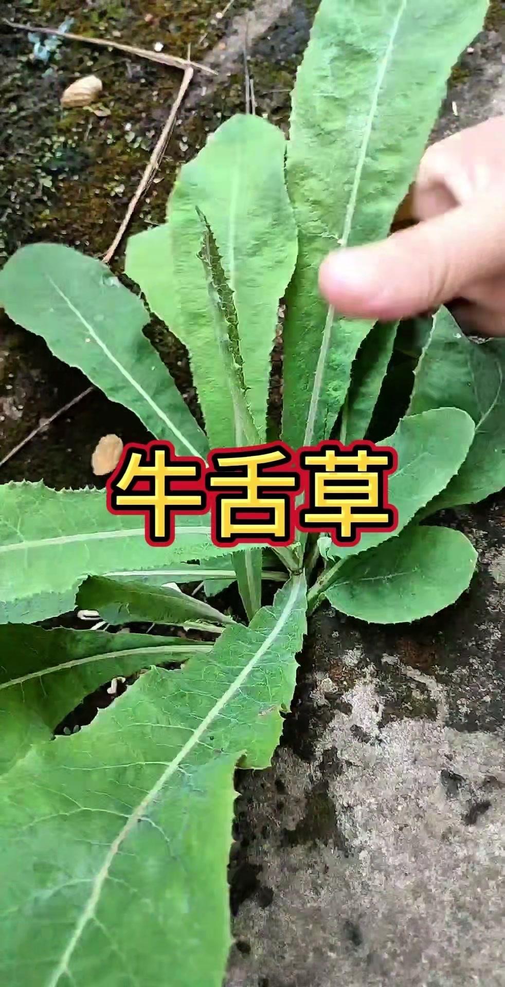 你家乡也叫牛舌草吗？🌱乡下常见的牛舌草，竟是药食同源的宝贝！
在农村很常见的这