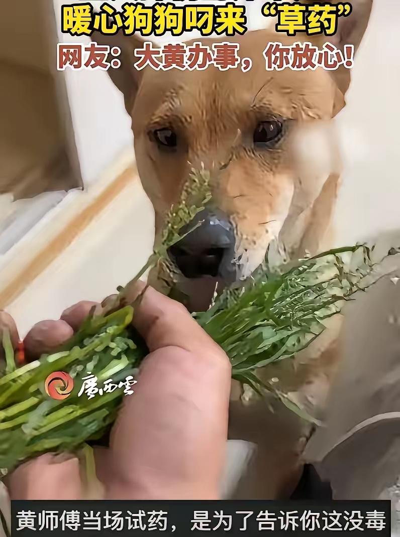 “不愧是老祖宗严选！”浙江，一男子摔伤在家养伤，家里的大黄见主人卧床不起，竟然从