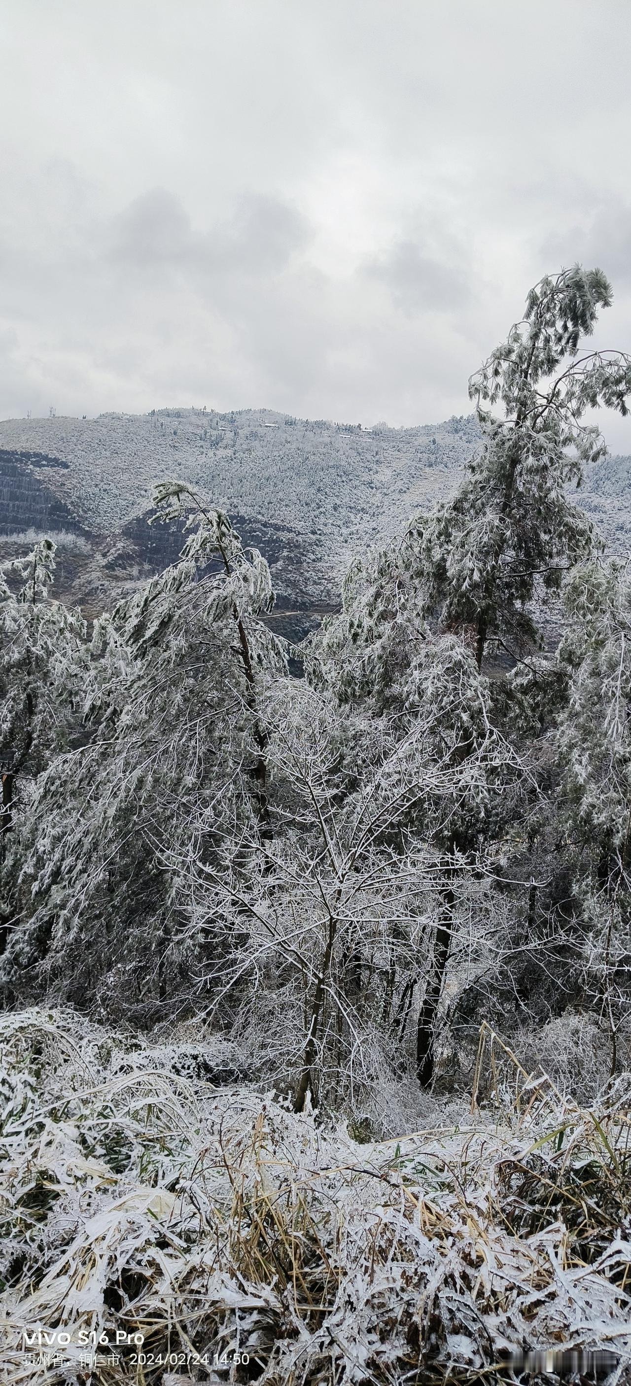 冬日生活打卡季我的家乡在贵州的大山里，今年冬天的第一场雪，就说美吧！