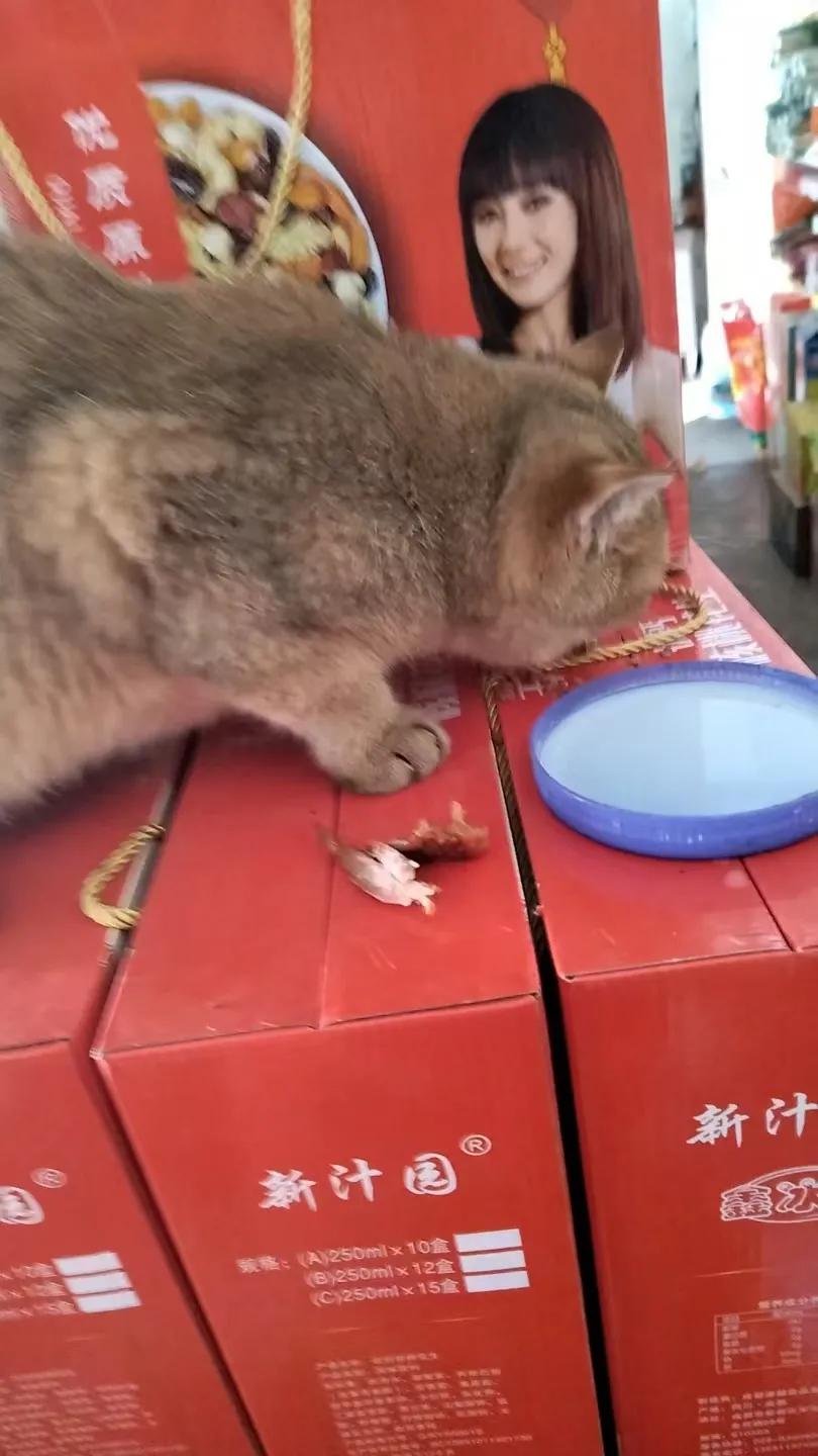 可爱的小猫咪