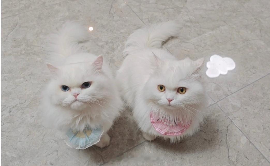 千只瘫痪小猫超65%吃同一品牌猫粮为了猫的健康避开低价猫粮，买弗ljt，你告诉我