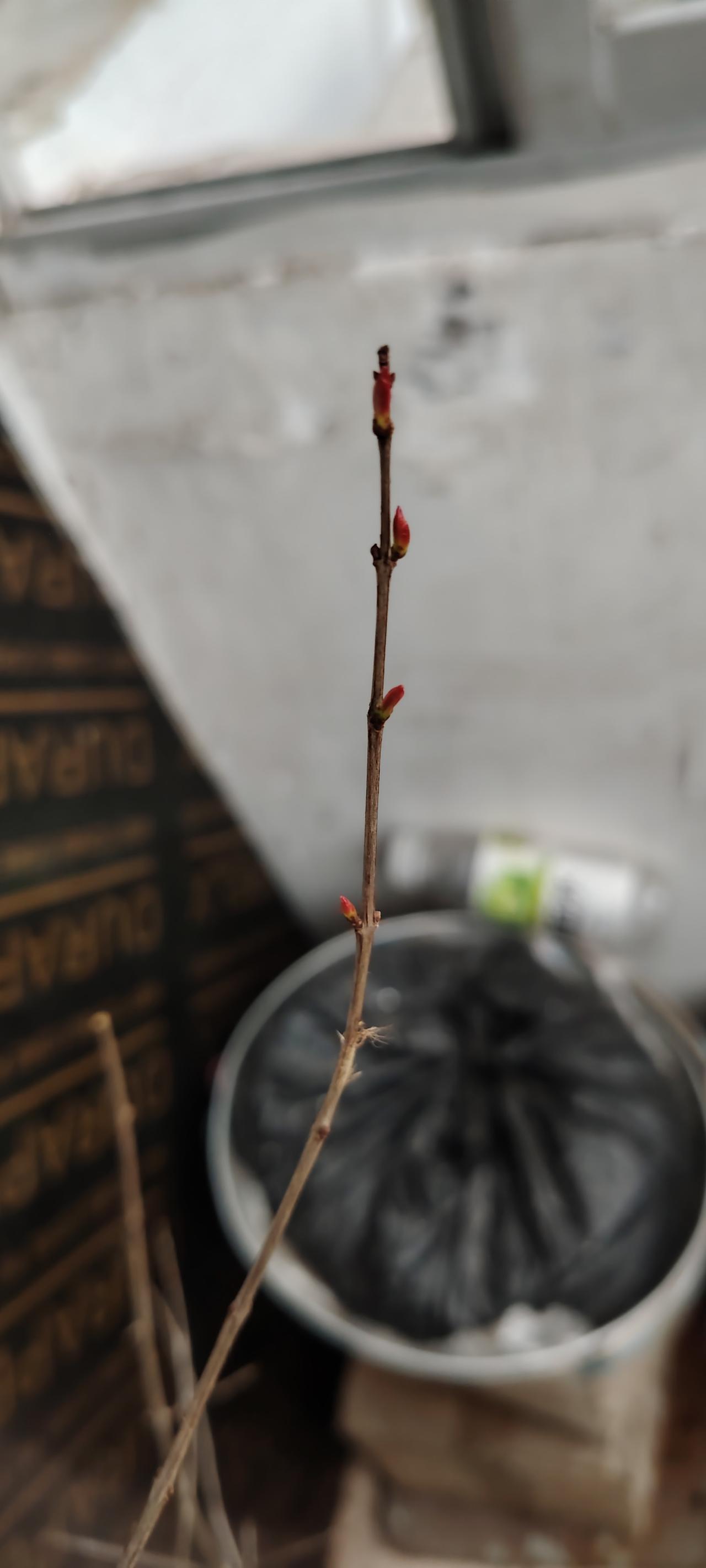 前几年在网上买了棵花石榴树，甚是遗憾，对网购树苗不再相信。小妹知道我的念想，从婆