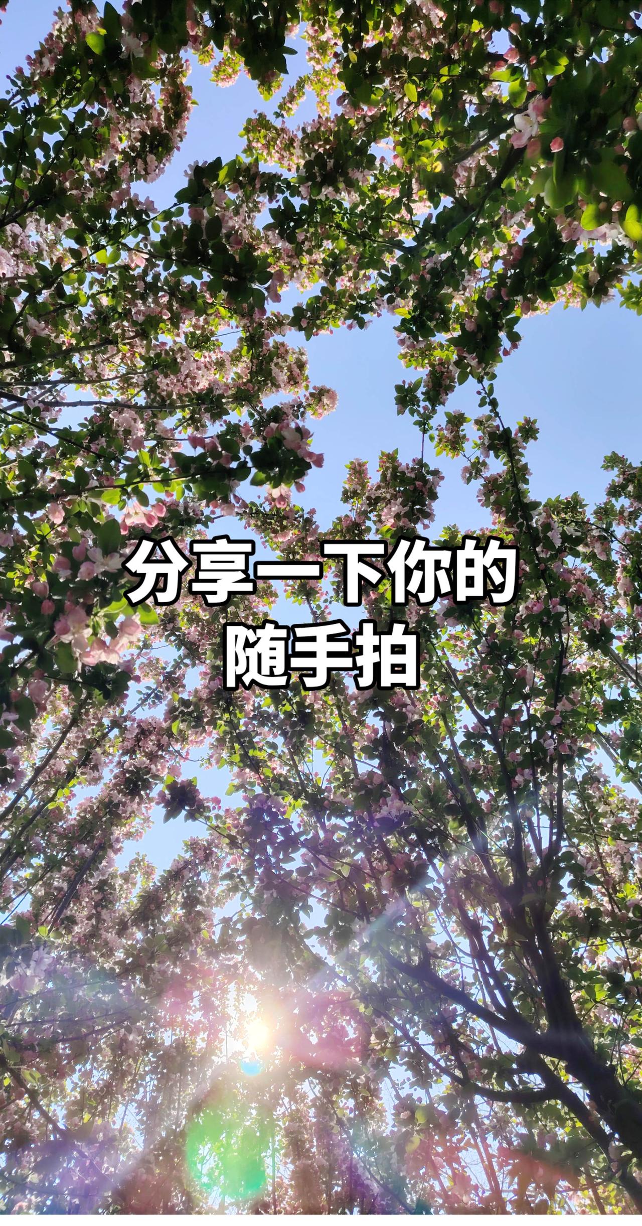 原创视频 如果你也刚好抬头看树了 树与天空美照