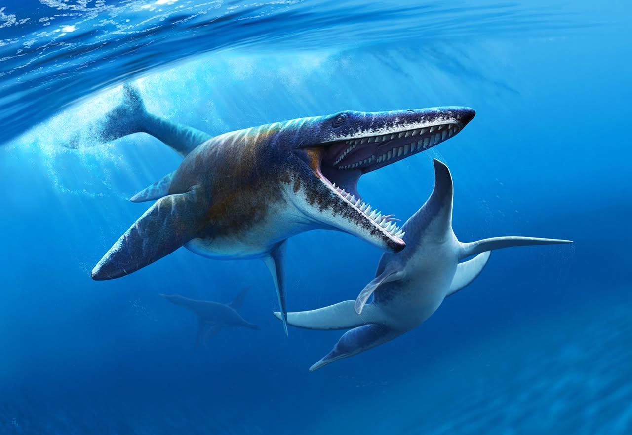 君王海王龙的官方复原图
       君王海王龙（（Tylosaurus rex