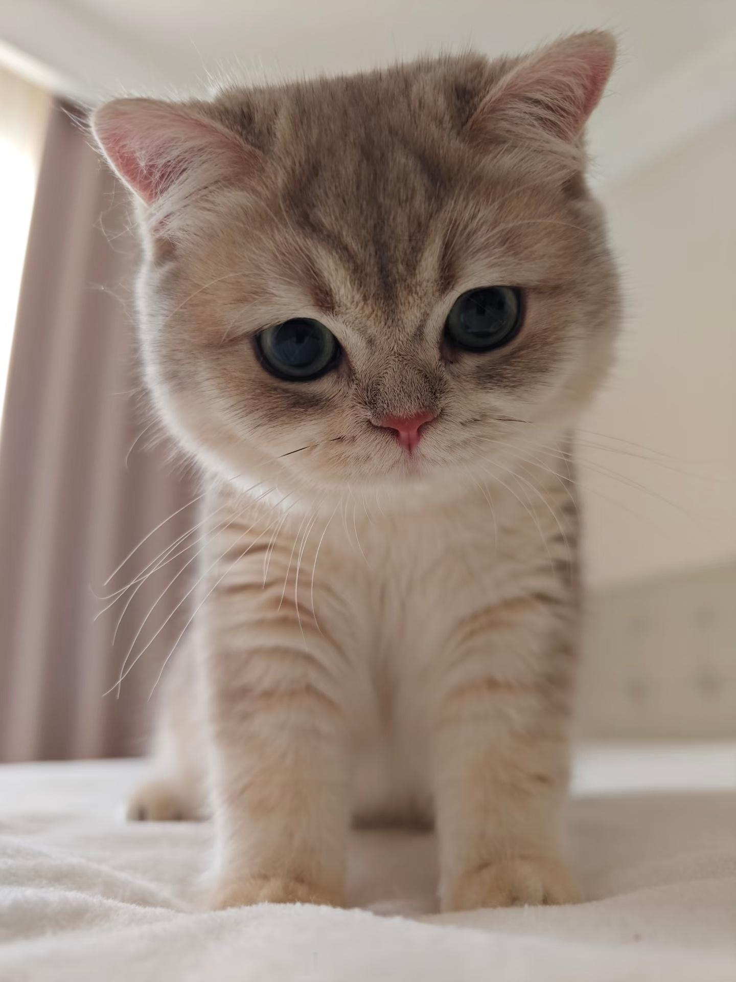 专家说小猫上床是不脏的其实小猫比很多人都要爱干净猫咪醒着的时候，会把超过30%的
