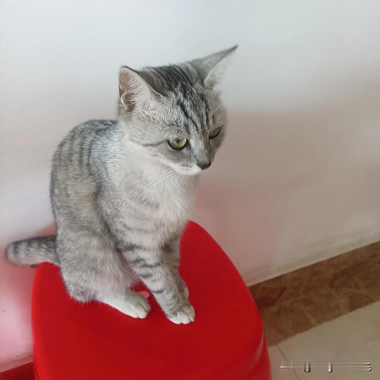 姨妈家的猫咪，今天又来我家玩了，这只猫咪可爱又有灵性！
冬日生活打卡季