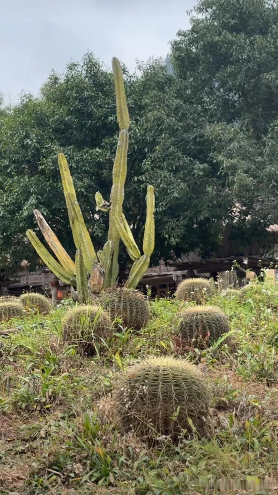 绿意盎然的仙人掌丛，生机勃勃的自然之美！🌵🌿🌞仙人掌景观🌵 疯长的仙人掌