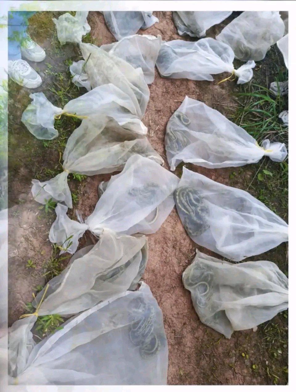 宜宾五一村有人放生大量蛇这事闹得沸沸扬扬。有网友5月10日发视频，至少14个白网