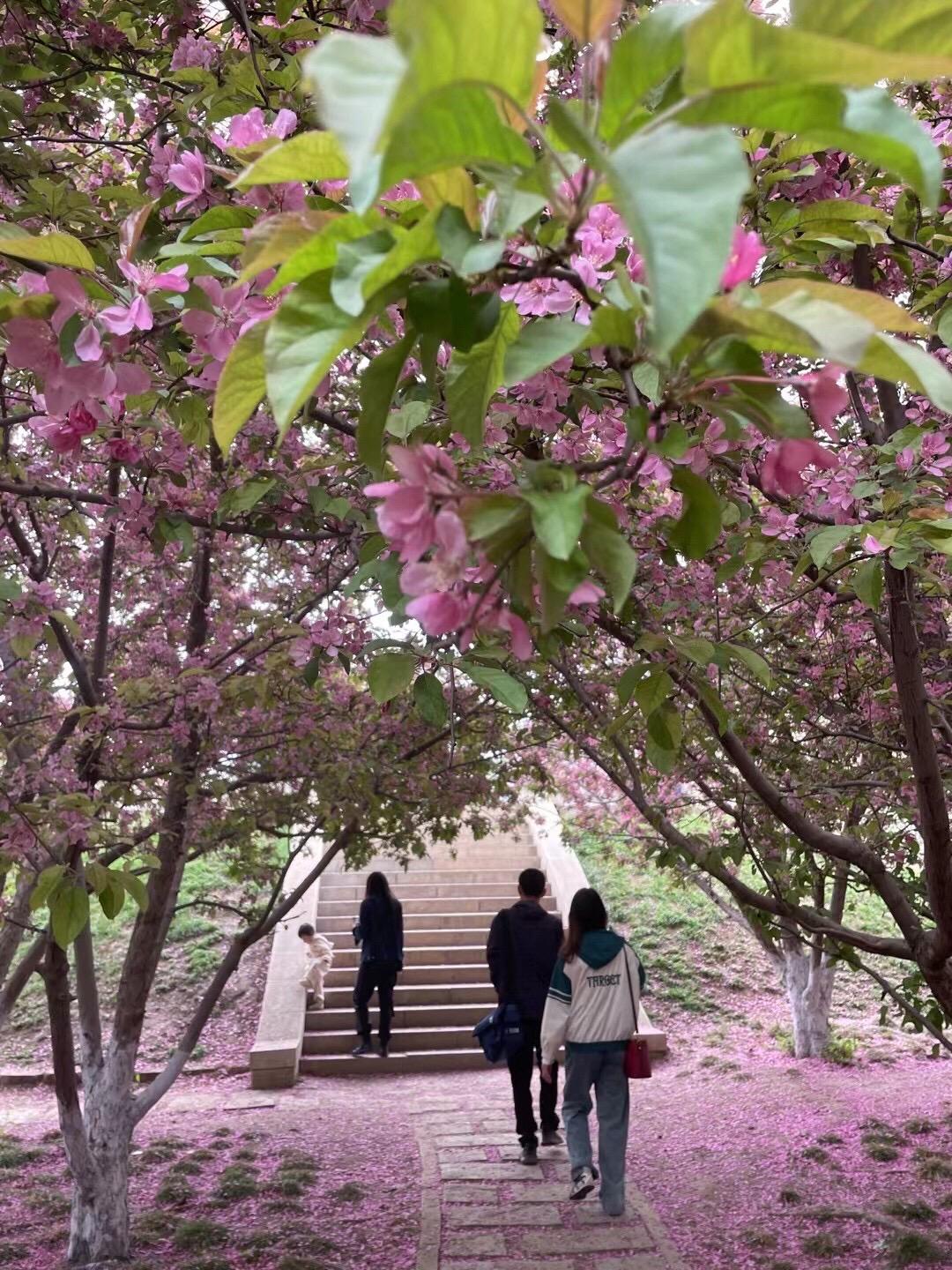淋完这场花雨，夏天就快到了……#这是属于春天的氛围感 #定格在这春日瞬间 #醉美