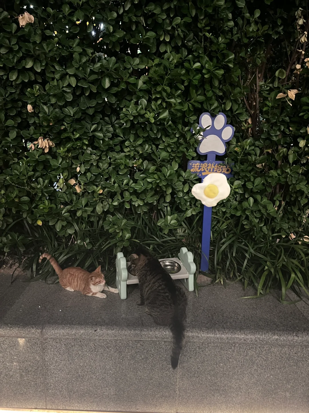被小区的宠物友好感动了