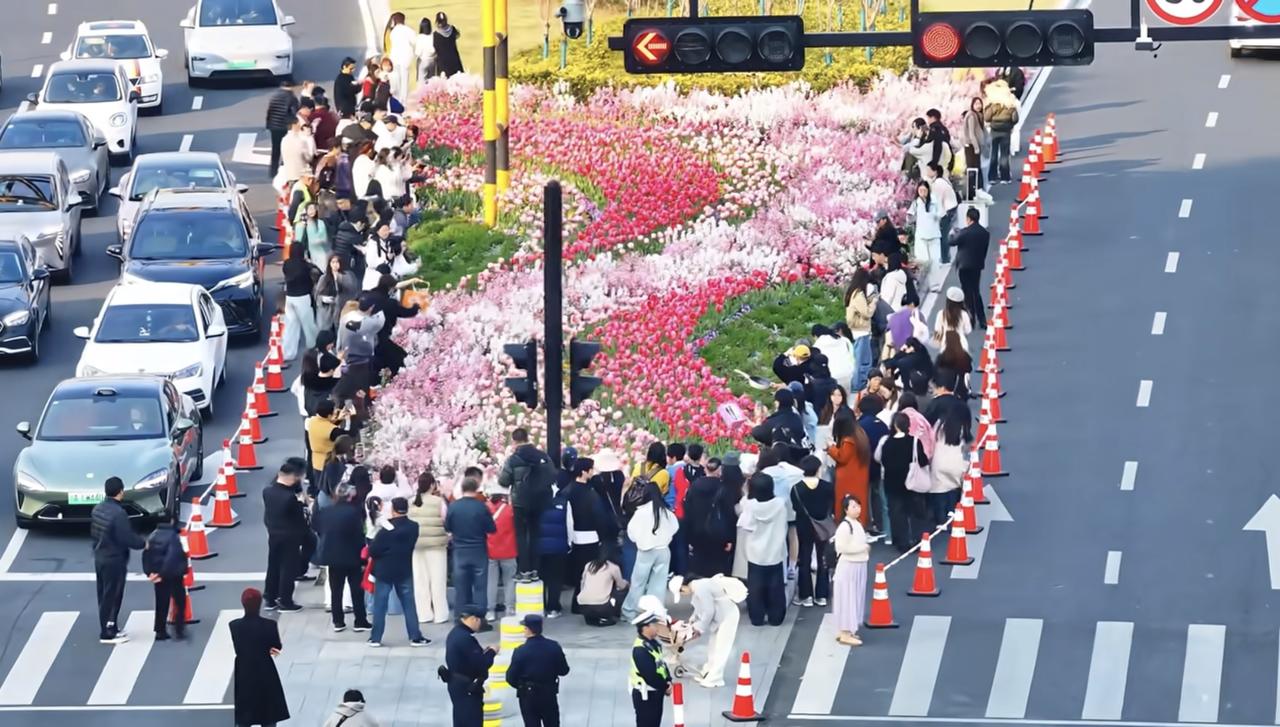 现在好多城市的道路绿化带弄得比公园还漂亮，杭州绿化带五彩斑斓的郁金香等花卉绵延1