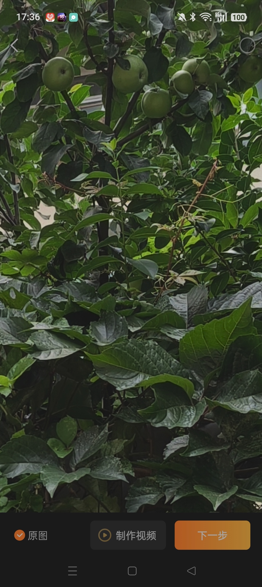 我真的很不喜欢种花种草，所以家里的大院子都是爸妈在照顾，爸妈走后，弟弟收拾，弟弟